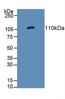 Western Blot; Sample: Recombinant PTPRN, Human.