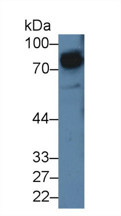 Western Blot; Sample: Recombinant protein.