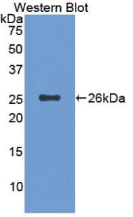 Cluster Of Differentiation 6 (CD6) Polyclonal Antibody - image 2