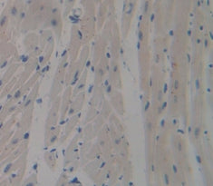 Signal Regulatory Protein Beta 1 (SIRPb1) Polyclonal Antibody - image 3