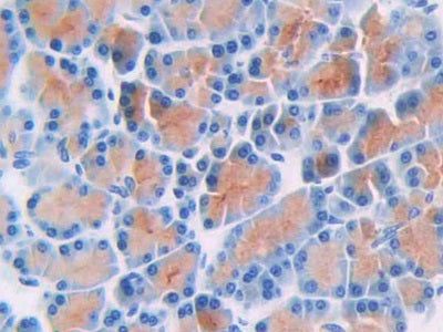 DAB staining on IHC-P; Samples: Rat Pancreas Tissue)