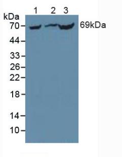 Western Blot; Sample: Recombinant PCK1, Mouse.