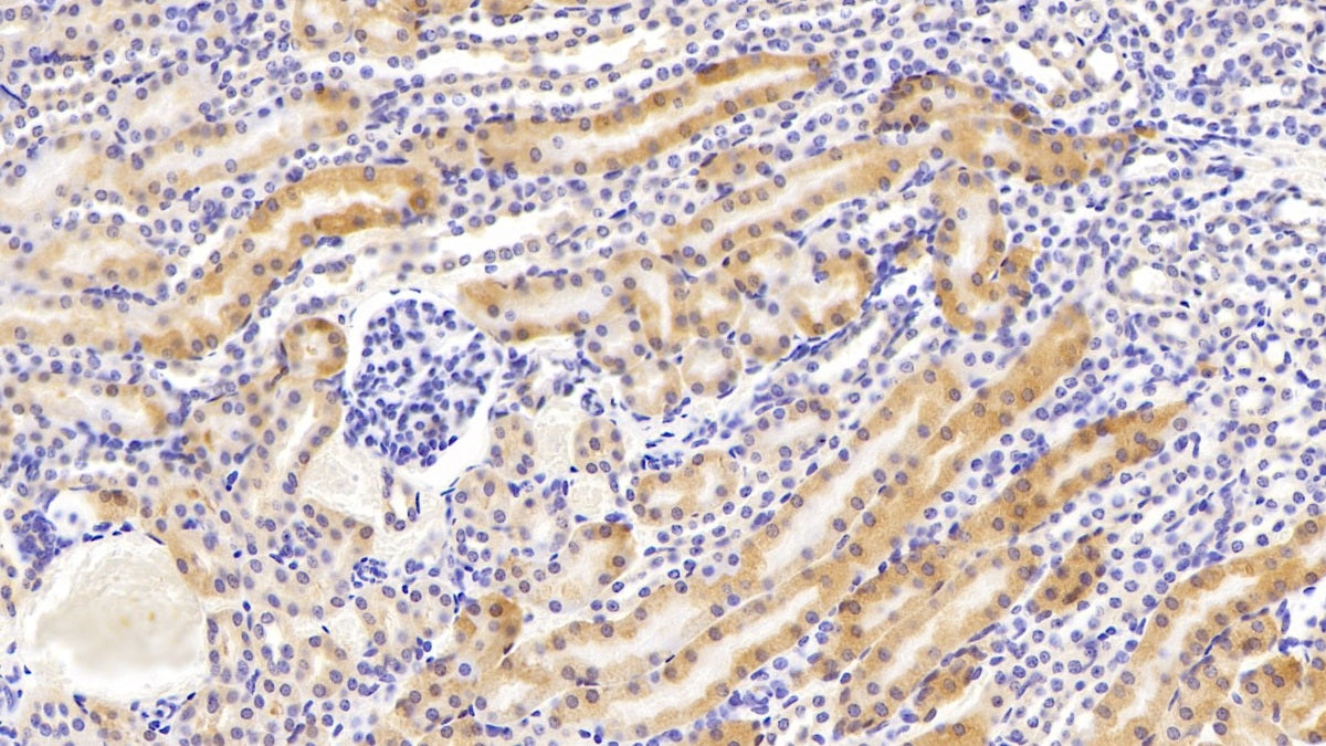DAB staining on IHC-P. Samples: Mouse Tissue)