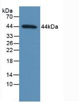 Western Blot; Sample: Lane1: Rat Spleen lysate; Lane2: Human 293T cell lysate; Primary Ab: 1µg/mL Rabbit Anti-Human TP53 Antibody; Second Ab: 0.2µg/mL HRP-Linked Caprine Anti-Rabbit IgG Polyclonal Antibody;