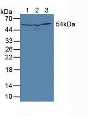 Western Blot; Sample: Recombinant DLD, Mouse.