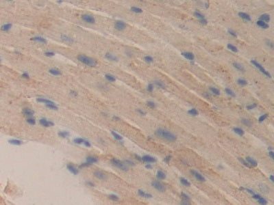 DAB staining on IHC-P; Samples: Mouse Kidney Tissue.