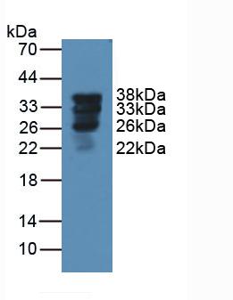 Western Blot; Sample: Recombinant SPA, Rat.