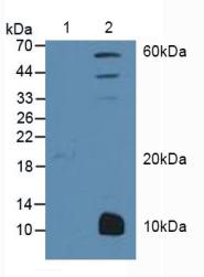 Western Blot; .Sample: Recombinant PPARg, Human.