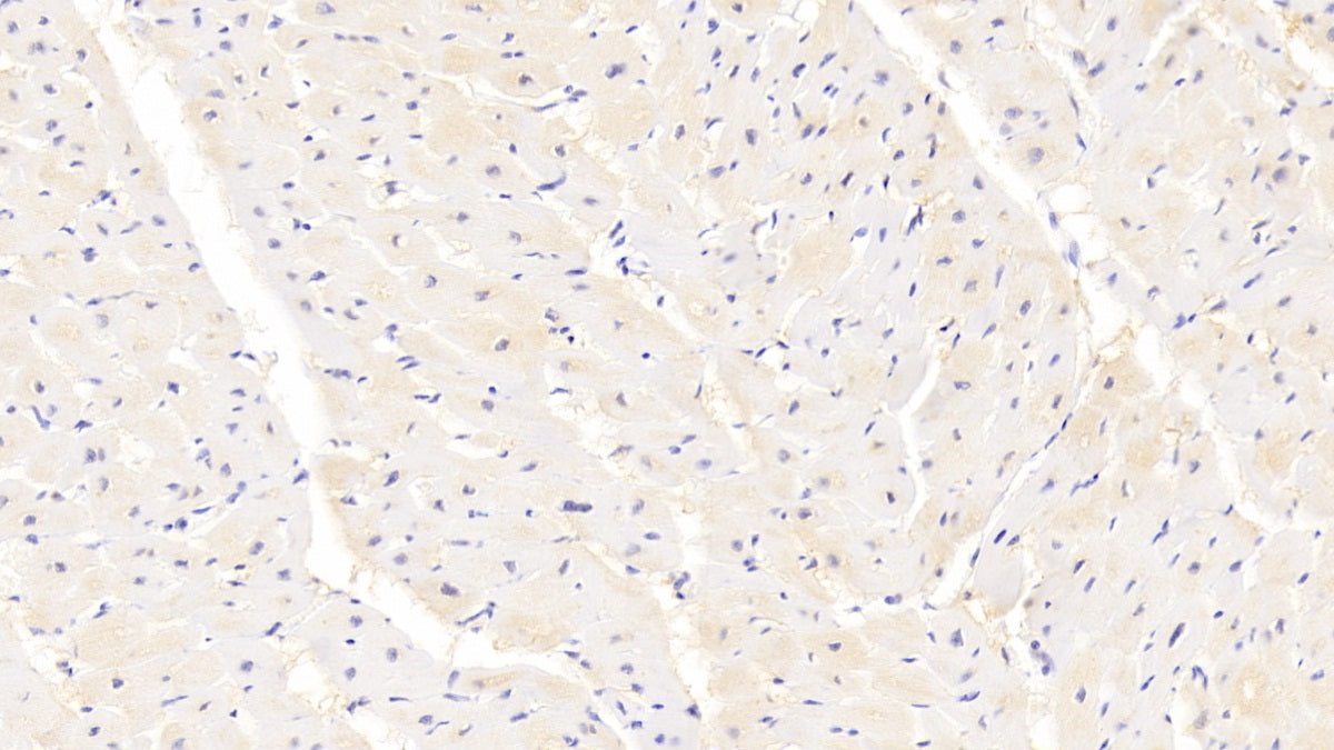 Peroxisome Proliferator Activated Receptor Gamma (PPARg) Polyclonal Antibody - image 4