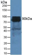 Western Blot; Sample: Lane1: Mouse Placenta lysate; Lane2: Mouse Liver lysate; Lane3: Rat Heart lysate; Lane4: Rat Liver lysate; Lane5: Porcine Liver lysate; Lane6: U87MG cell lysate; Primary Ab: 1.5μg/ml Rabbit Anti-Mouse CD26 Antibody; Second Ab: 0.2µg/mL HRP-Linked Caprine Anti-Rabbit IgG Polyclonal Antibody;
