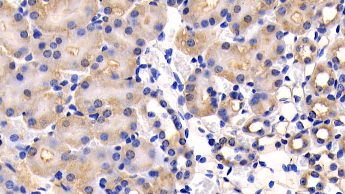 DAB staining on IHC-P; Samples: Mouse Liver Tissue.