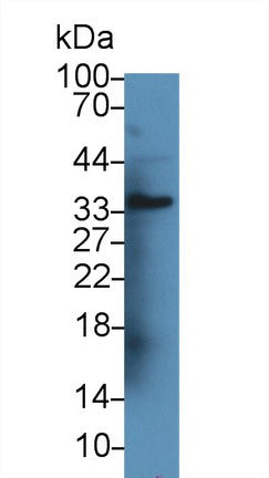 Western Blot; Sample: Recombinant protein.