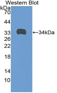 DAB staining on IHC-P; Samples: Rat Spleen Tissue;  Primary Ab: 10µg/ml Rabbit Anti-Rat ANGPTL1 Anti