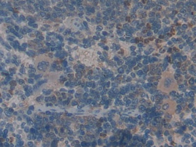 Angiopoietin-3 (ANG-3) Polyclonal Antibody - image 5