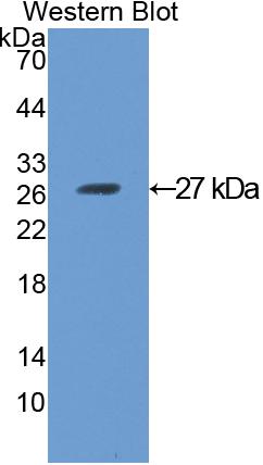 Angiopoietin-3 (ANG-3) Polyclonal Antibody - image 2