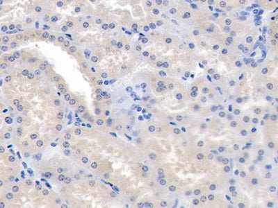 Angiopoietin-3 (ANG-3) Polyclonal Antibody - image 4