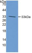 Western Blot; Sample: Human HepG2 cell lysate; ; Primary Ab: 3µg/ml Rabbit Anti-Human ALK Antibody; Second Ab: 0.2µg/mL HRP-Linked Caprine Anti-Rabbit IgG Polyclonal Antibody;
