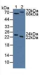 Western Blot; Sample: Recombinant MASP2, Human.