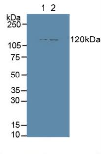 Western Blot; Sample: Recombinant GluAP, Rat.