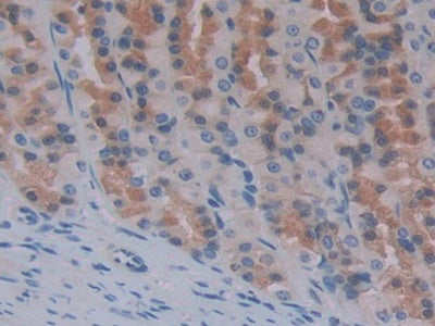DAB staining on IHC-P; Samples: Rat Intestine Tissue.
