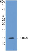 Gonadotropin Releasing Hormone (GnRH) Polyclonal Antibody - image 2