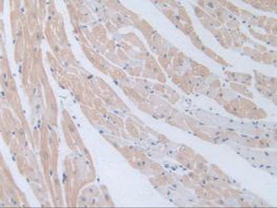 Gonadotropin Releasing Hormone (GnRH) Polyclonal Antibody - image 4