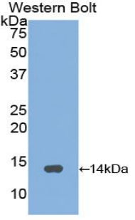 Gonadotropin Releasing Hormone (GnRH) Polyclonal Antibody - image 2