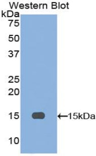 Inhibin Beta A (INHbA) Polyclonal Antibody - image 2