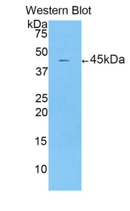 Corticotropin Releasing Factor (CRF) Polyclonal Antibody - image 2
