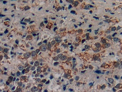 Corticotropin Releasing Factor (CRF) Polyclonal Antibody - image 4