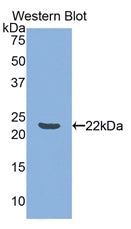 Tumor Necrosis Factor Ligand Superfamily, Member 14 (TNFSF14) Polyclonal Antibody - image 2