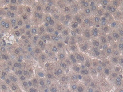Tumor Necrosis Factor Ligand Superfamily, Member 14 (TNFSF14) Polyclonal Antibody - image 4
