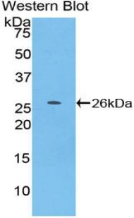 Tumor Necrosis Factor Ligand Superfamily, Member 14 (TNFSF14) Polyclonal Antibody - image 2