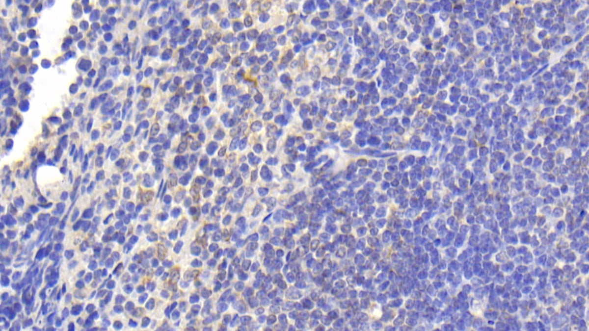 Tumor Necrosis Factor Ligand Superfamily, Member 14 (TNFSF14) Polyclonal Antibody - image 3