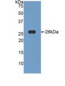Tumor Necrosis Factor Ligand Superfamily, Member 14 (TNFSF14) Polyclonal Antibody - image 2