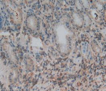 Tumor Necrosis Factor Ligand Superfamily, Member 14 (TNFSF14) Polyclonal Antibody - image 4