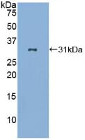 Cluster Of Differentiation 86 (CD86) Polyclonal Antibody - image 2