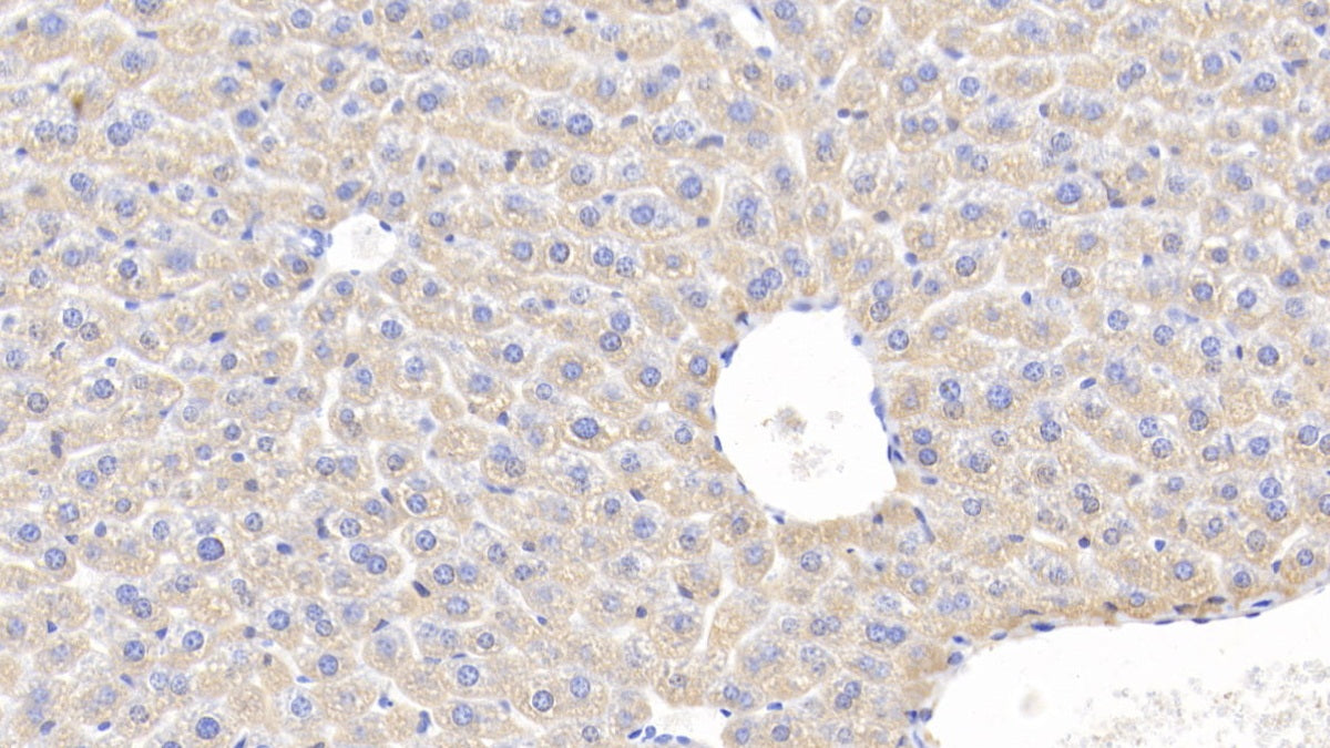 Heat Shock Protein 60 (Hsp60) Polyclonal Antibody - image 5