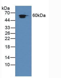 Western Blot; Sample: Recombinant HSPD1, Human.