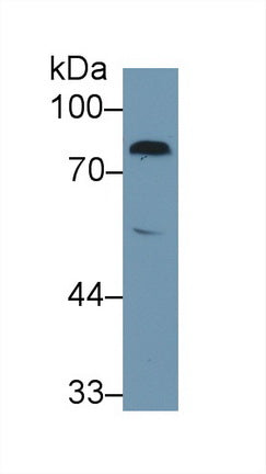 Western Blot; Sample: Recombinant protein.