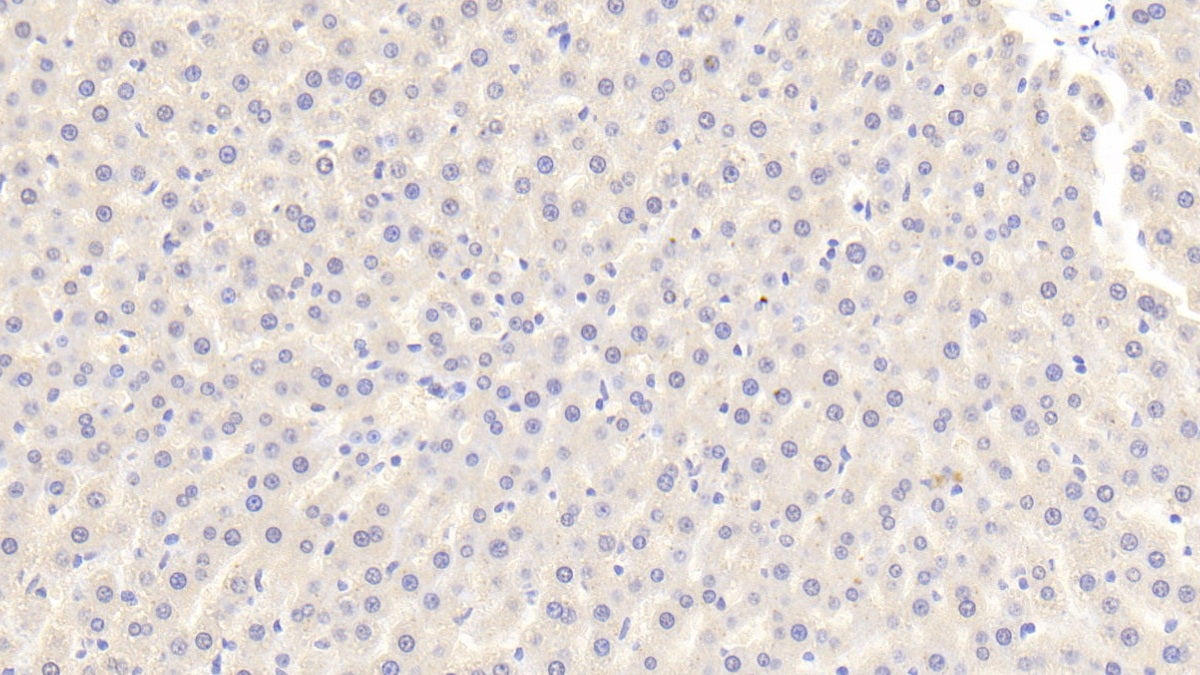 DAB staining on IHC-P. Samples: Rat Tissue)