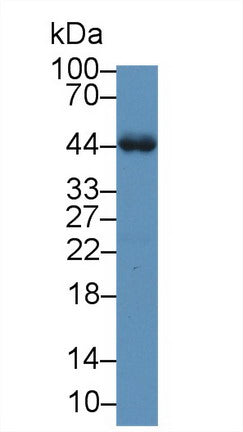 Western Blot; Sample: Recombinant protein.