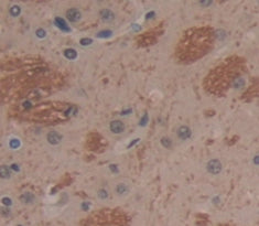 Alpha-1-Acid Glycoprotein (a1AGP) Polyclonal Antibody - image 3