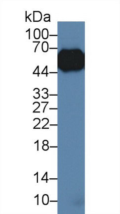 Western Blot; Sample: Recombinant protein.