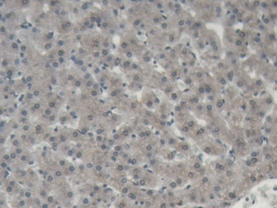 Alpha-1-Acid Glycoprotein (a1AGP) Polyclonal Antibody - image 4