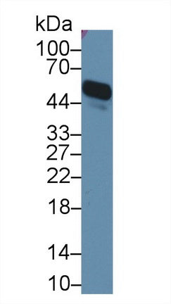 Western Blot; Sample: Recombinant protein.