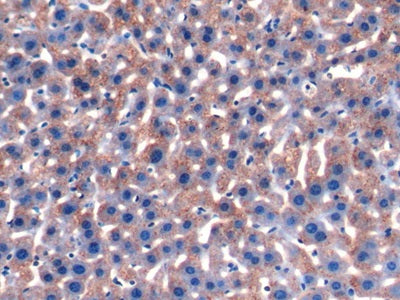 Alpha-1-Acid Glycoprotein (a1AGP) Polyclonal Antibody - image 4