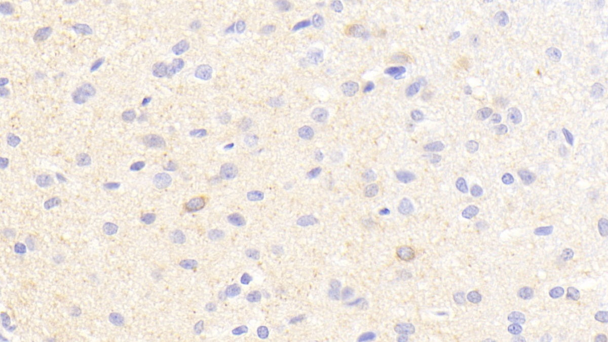 DAB staining on IHC-P. Samples: Rat Tissue)