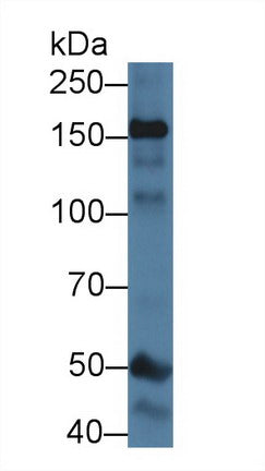 Western Blot; Sample: Mouse Cerebellum lysate; Primary Ab: 1µg/ml Rabbit Anti-Mouse NOS1 Antibody Second Ab: 0.2µg/mL HRP-Linked Caprine Anti-Rabbit IgG Polyclonal Antibody
