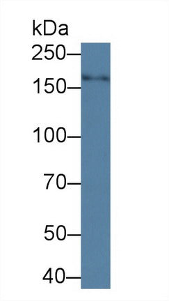 Nitric Oxide Synthase 1, Neuronal (NOS1) Polyclonal Antibody - image 3
